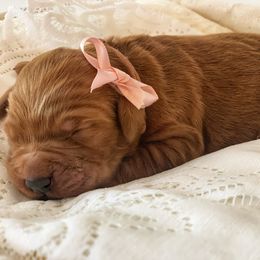 Goldendoodle Puppies from NettyDoodles