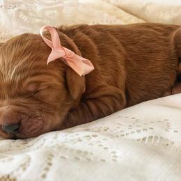 Goldendoodle Puppies from NettyDoodles