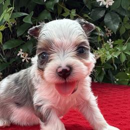 Jessie - Parti female Yorkshire Terrier puppy in Bunnell, Florida from Royal Biewer and Royal Aussies