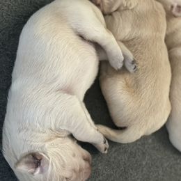 Alicia - Golden female Golden Retriever puppy in Warrenton, Virginia from Four Lochs LLC