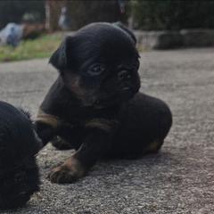 Pup - Black and tan male Brussels Griffon puppy in Huntsville, Alabama from Tammy's Brussels