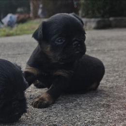 Pup - Black and tan male Brussels Griffon puppy in Huntsville, Alabama from Tammy's Brussels