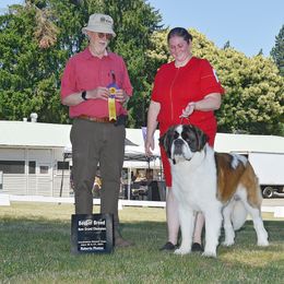 Saint Bernard All Grown Up from Metal Saints