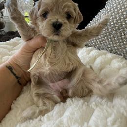 Ivy ( mint collar) - Apricot female Maltipoo puppy in Fredericktown, Missouri from Doodle Pups Fur-Ever