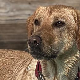 Juno - Labrador Retriever