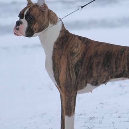 Boxers from Dawn Cornetto