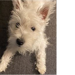 Lil Miss Freya - West Highland White Terrier