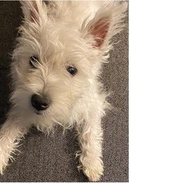 Lil Miss Freya - West Highland White Terrier