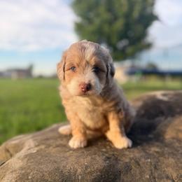 Latte - Red merle female Aussiedoodle puppy in Sharpsburg, Georgia from Steindoodles