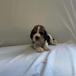 Girl 4 - White black and tan female Beagle puppy in Newman, California from Valley Beagles