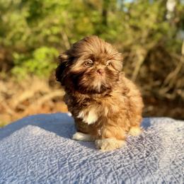 Flynn - Liver male Shih Tzu puppy in Wakefield, Rhode Island from Shih Tzu Companions in Rhode Island