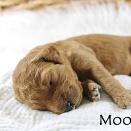 Moonshine - Red  male Goldendoodle puppy in Casa Grande, Arizona from AzDoodle Dandies