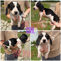 Girl 1 - Piebald female Dachshund puppy in Rushsylvania, Ohio from DNP Doxies