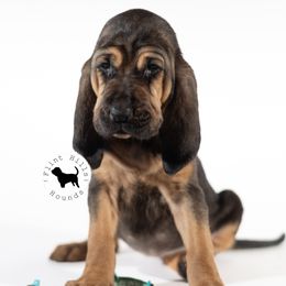 Teal Girl - Black and tan Bloodhound puppy in Wamego, Kansas from Flint Hills Hounds