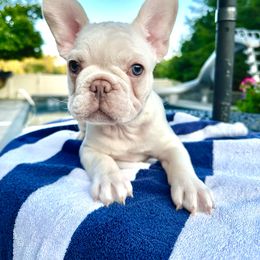 French Bulldog Puppies from The French Bulldog Company LLC