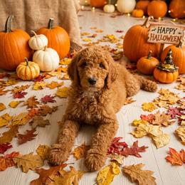 Salami - AKC - Apricot male Poodle puppy in Haines City, Florida from Noelle Poodles