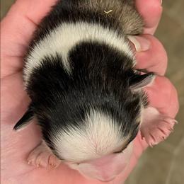 BxE g1 - Black and white female Pomsky puppy in Charlotte, Michigan from Moore Pomskies