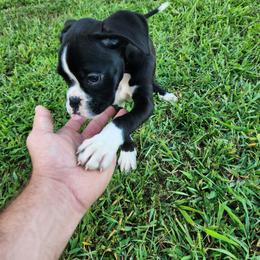 Girl 3 - Brindle female Boxer puppy in Eden Nc, North Carolina from Clearview boxers