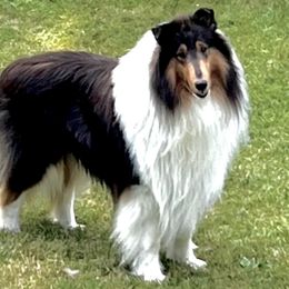 Sherman - Collie
