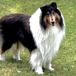 Sherman - Collie