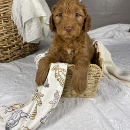 Goldendoodle Puppies from Joe and Dogs