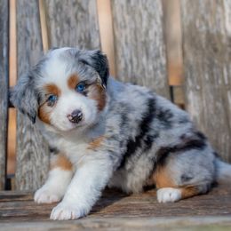 Flash - Blue merle male Miniature American Shepherd puppy in Niles, Michigan from Impression Dogs