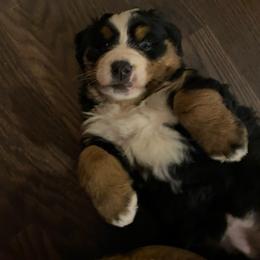 Eira - Tri-color female Bernese Mountain Dog puppy in Rural Retreat, Virginia from Bernese Bunker