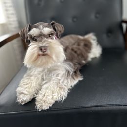 Valentine - Miniature Schnauzer