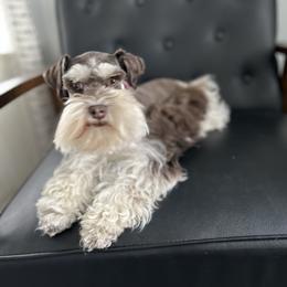 Valentine - Miniature Schnauzer