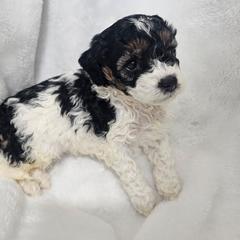 Fern - Phantom female Poodle puppy in Puyallup, Washington from Pure Parti Poodles