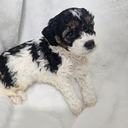Fern - Phantom female Poodle puppy in Puyallup, Washington from Pure Parti Poodles