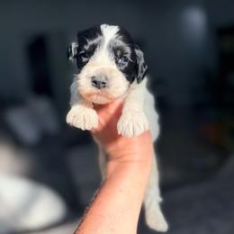 Sharpie - Black and chalk male Australian Labradoodle puppy in Calhoun, Louisiana from Arrowhead Australian Labradoodles
