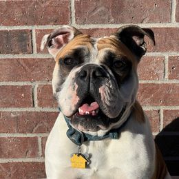Rey - Bulldog