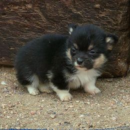 Clover - Black and tan female Pembroke Welsh Corgi puppy in Cheyenne, Wyoming from JD's Corgi Kennel