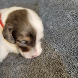 Dachshund Puppies from Weenies on the Lake