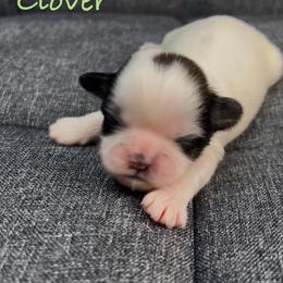 Clover - Black and white female Shih Tzu puppy in Vernon, New Jersey from Calta’s Cute Shih Tzu