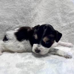 Hunter - Liver male Miniature Schnauzer puppy in San Augustine, Texas from My Little Schnauzer Pals