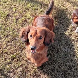 Chase - Dachshund