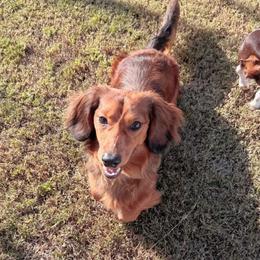 Chase - Dachshund
