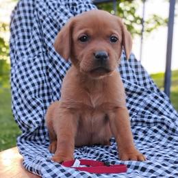 Lightening - red collar - Yellow male Labrador Retriever puppy in Archer Lodge, North Carolina from Archer Lodge Labradors