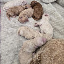 Jack - White male Assorted Doodle Crosses puppy in Yucaipa, California from Mini Doodle Dandies