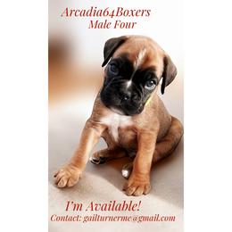 Male 4 - Fawn male Boxer puppy in Portland, Maine from Gail's Boxers
