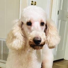 Prince - Poodle