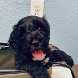 Paisley - Black female Goldendoodle puppy in Anthem/Phoenix, Arizona from Ironwood Doodles