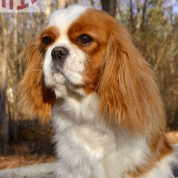Tessa - Cavalier King Charles Spaniel