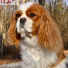 Tessa - Cavalier King Charles Spaniel
