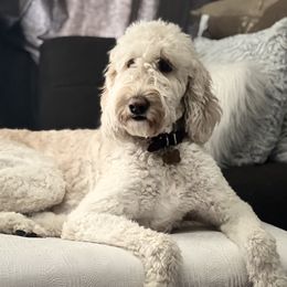 Bailey - Goldendoodle