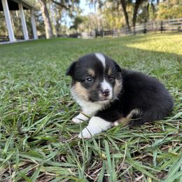Black Tri - Black and tan male Pembroke Welsh Corgi puppy in Ocala, Florida from Rivermont Farm