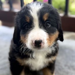 Bluey - Tri-color female Bernese Mountain Dog puppy in Gardner, Kansas from Faith and Family Farm