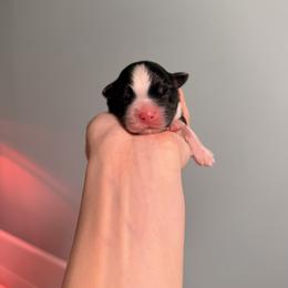 Miniature American Shepherd Puppies from Bonbelle